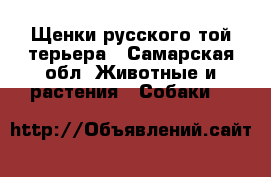 Щенки русского той-терьера - Самарская обл. Животные и растения » Собаки   